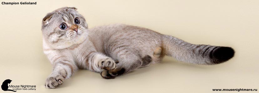 Шотландские кошки - Коды пород и окрасов - Питомник шотландских кошек Mouse  Nightmare
